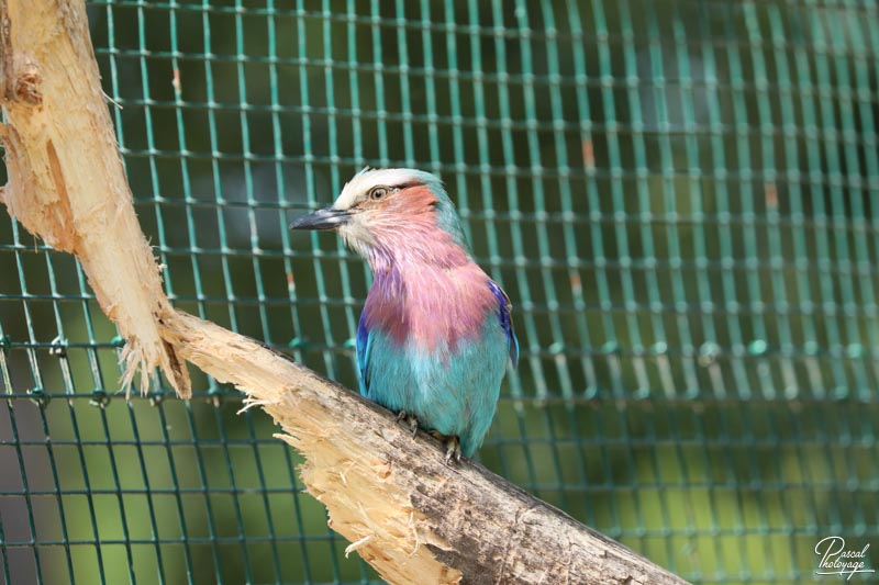 Zoo du bois d'Attilly