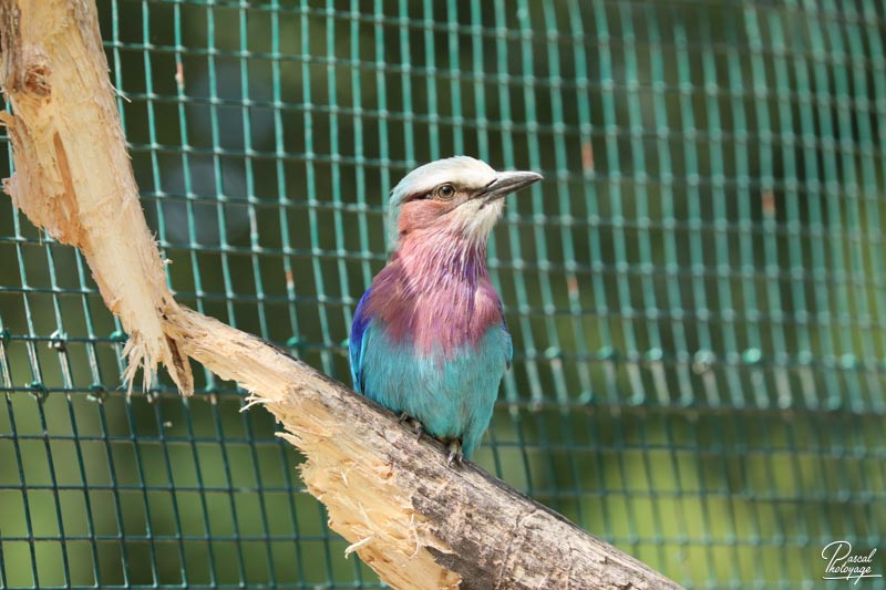 Zoo du bois d'Attilly