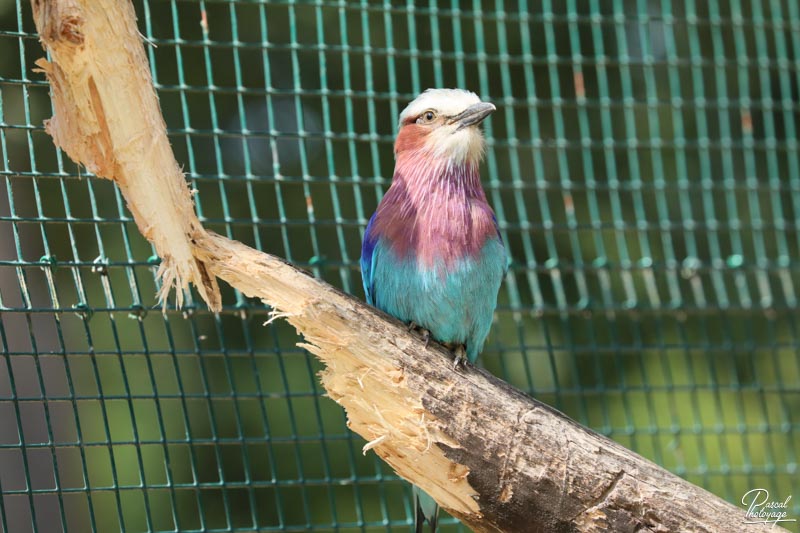 Zoo du bois d'Attilly