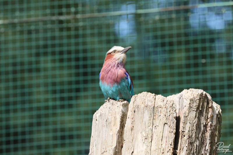 Zoo du bois d'Attilly