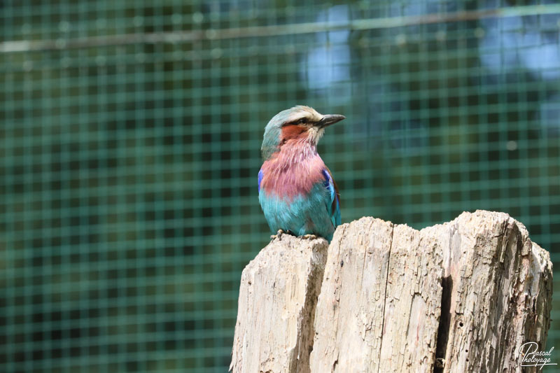 Zoo du bois d'Attilly