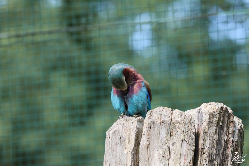 Zoo du bois d'Attilly