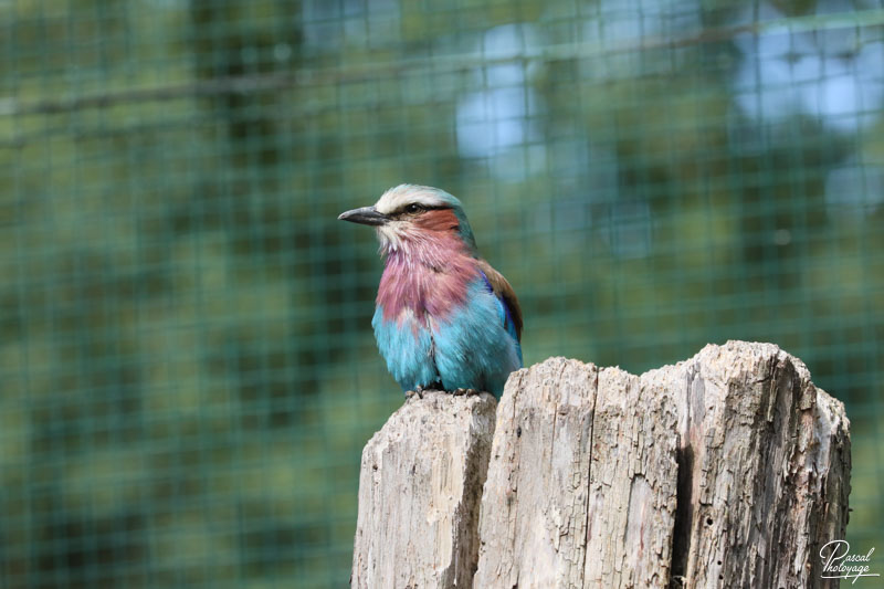 Zoo du bois d'Attilly