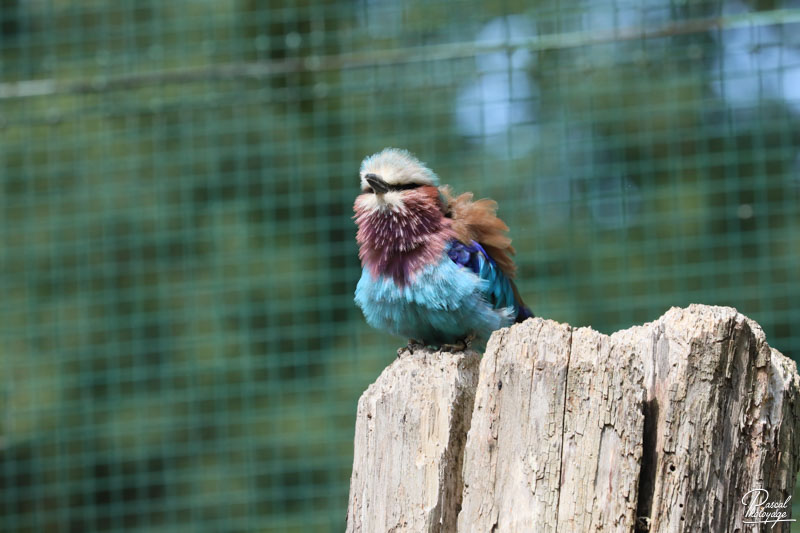 Zoo du bois d'Attilly