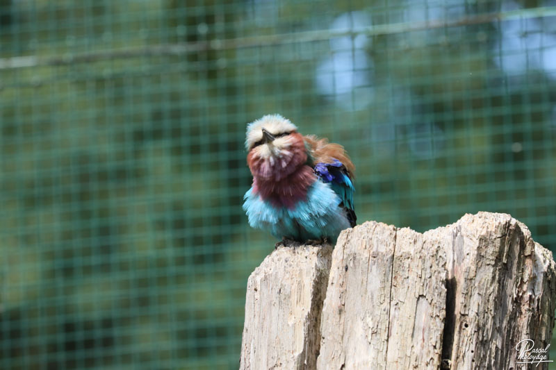 Zoo du bois d'Attilly