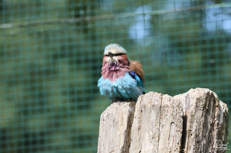 Zoo du bois d'Attilly