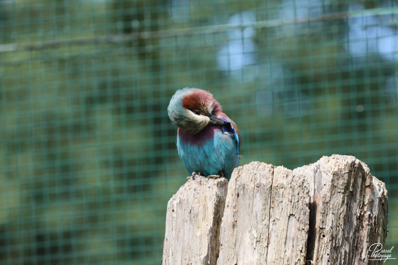 Zoo du bois d'Attilly