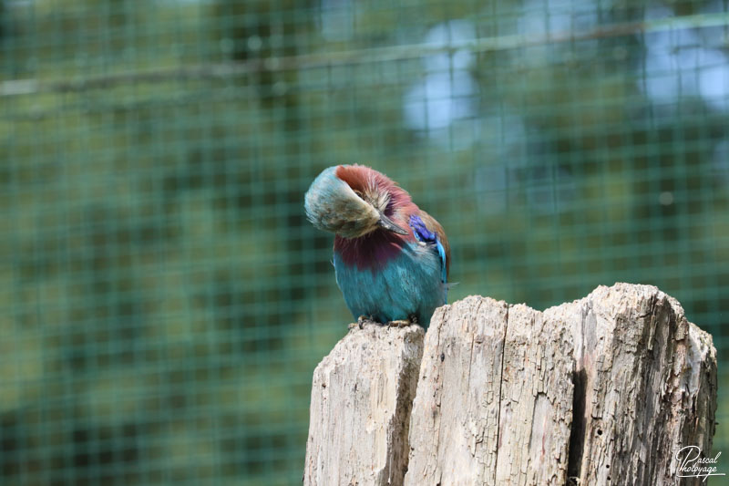 Zoo du bois d'Attilly