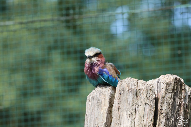 Zoo du bois d'Attilly