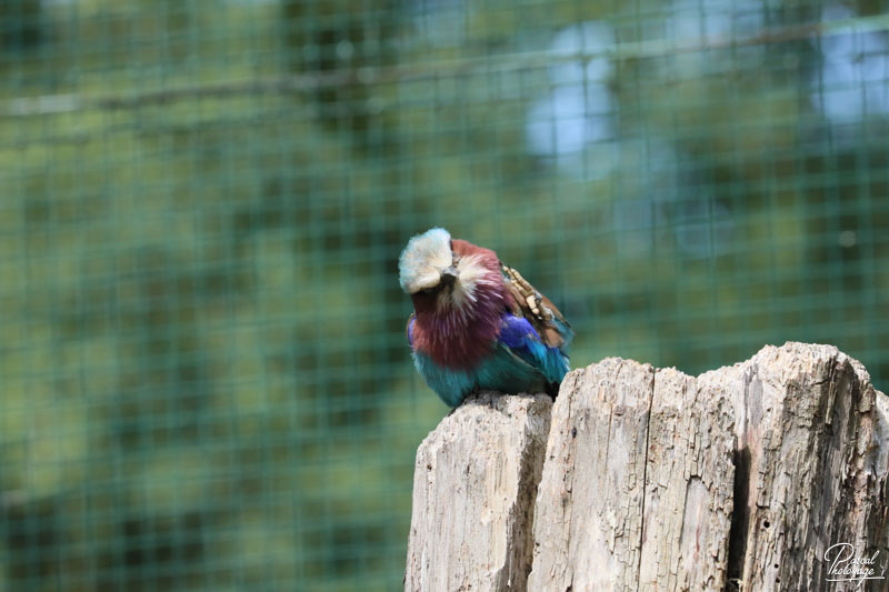 Zoo du bois d'Attilly