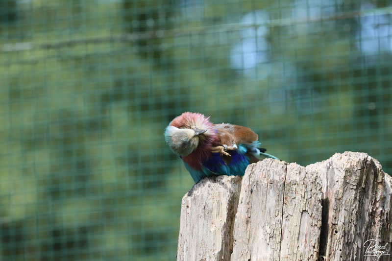 Zoo du bois d'Attilly