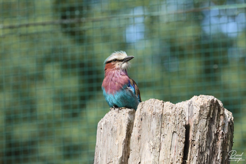 Zoo du bois d'Attilly