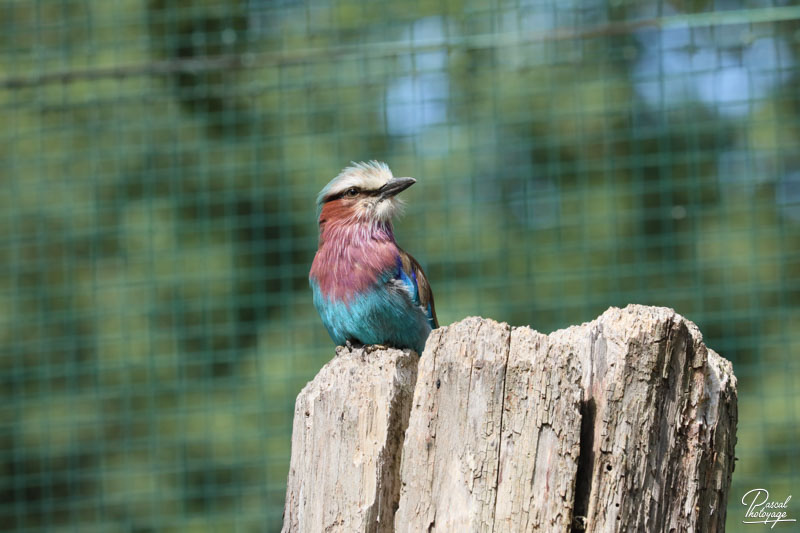 Zoo du bois d'Attilly