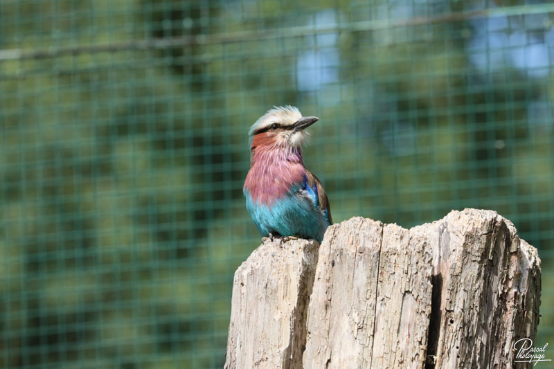 Zoo du bois d'Attilly