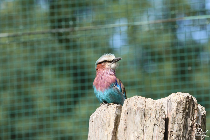 Zoo du bois d'Attilly