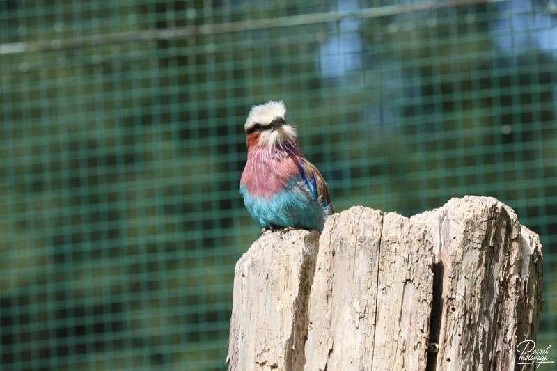 Zoo du bois d'Attilly