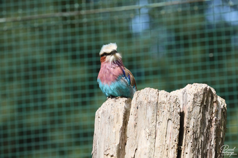 Zoo du bois d'Attilly