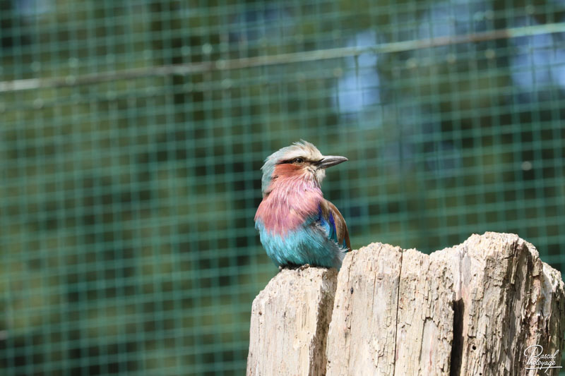 Zoo du bois d'Attilly