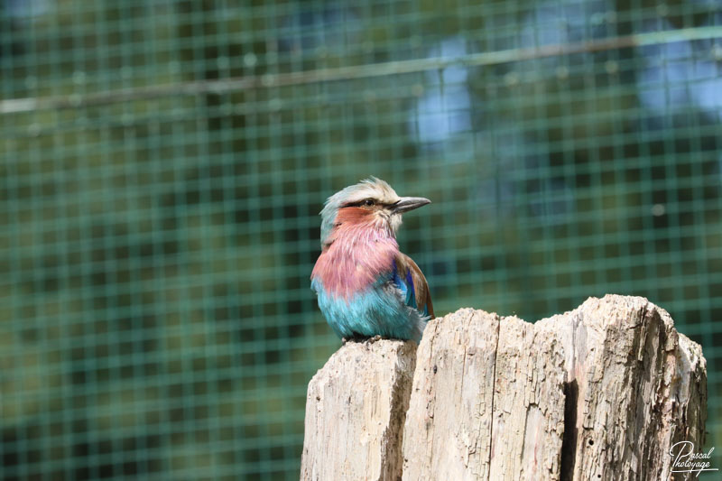 Zoo du bois d'Attilly