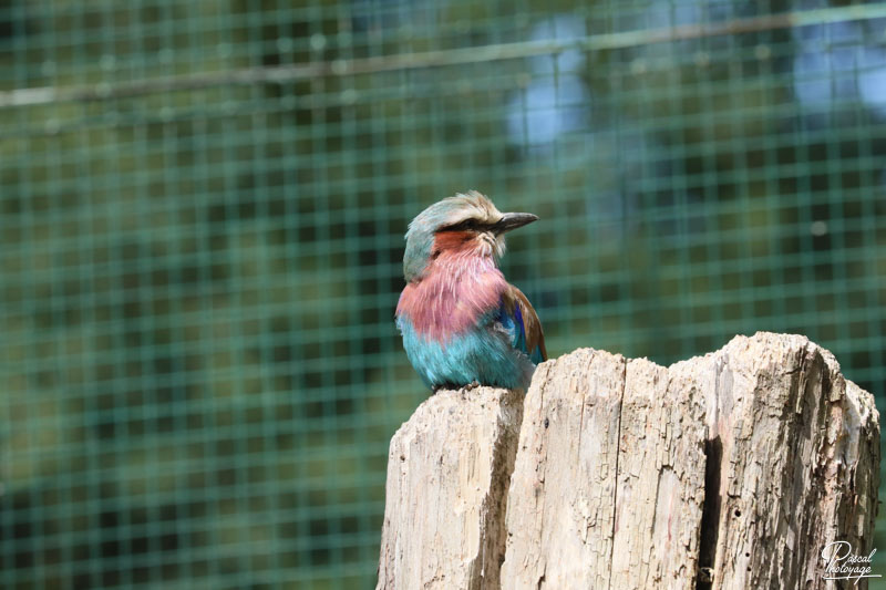 Zoo du bois d'Attilly