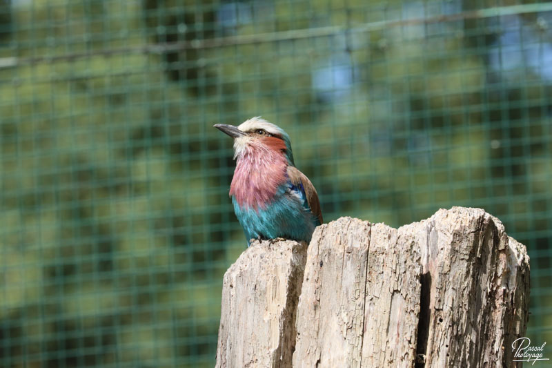 Zoo du bois d'Attilly