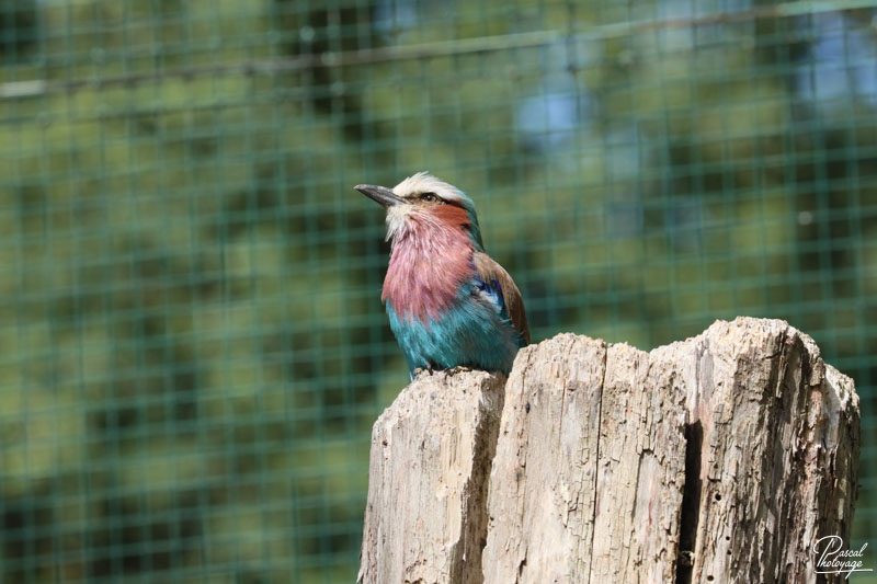 Zoo du bois d'Attilly