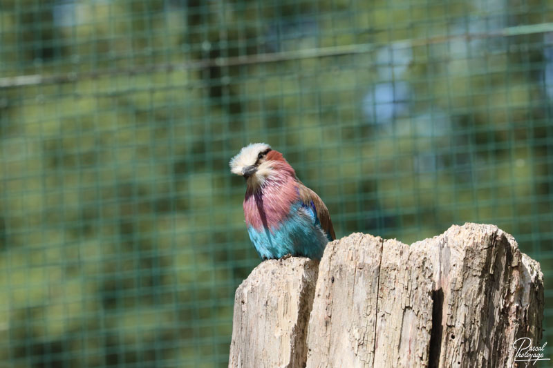 Zoo du bois d'Attilly