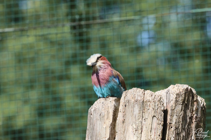 Zoo du bois d'Attilly