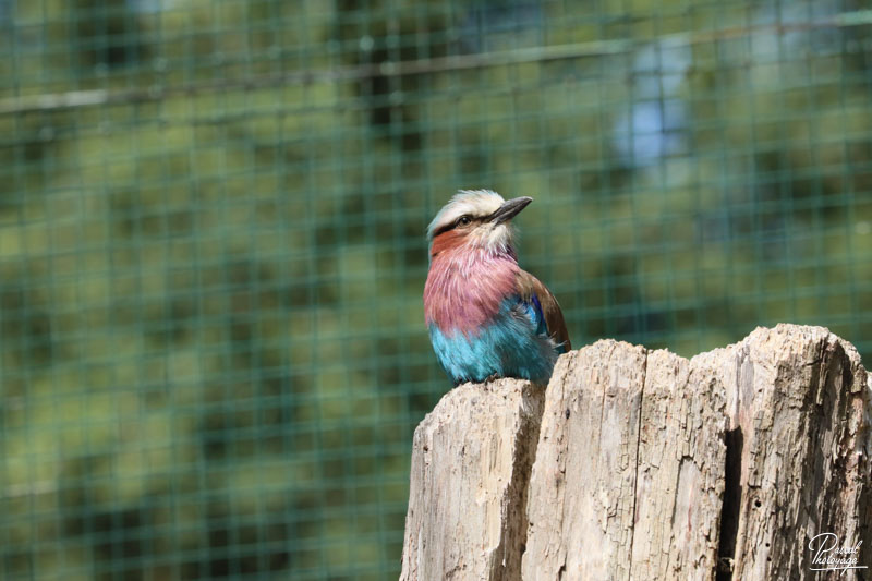 Zoo du bois d'Attilly