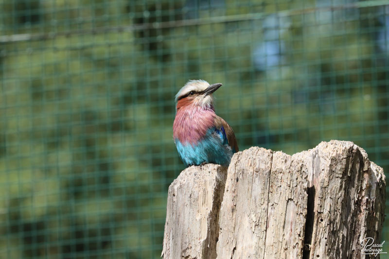 Zoo du bois d'Attilly