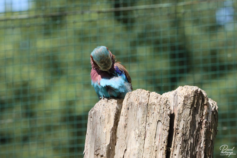 Zoo du bois d'Attilly