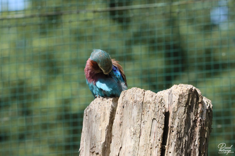 Zoo du bois d'Attilly