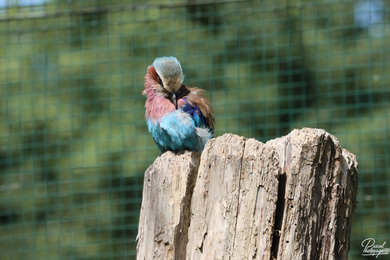 Zoo du bois d'Attilly