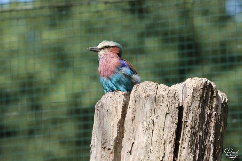 Zoo du bois d'Attilly