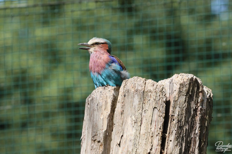 Zoo du bois d'Attilly