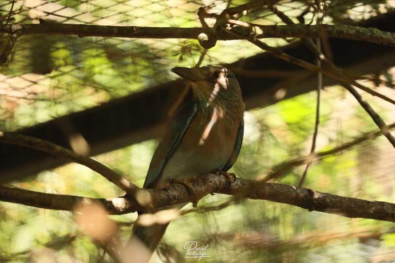 Parc des oiseaux