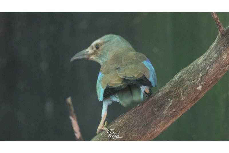 Parc des oiseaux