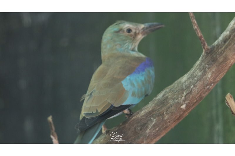 Parc des oiseaux