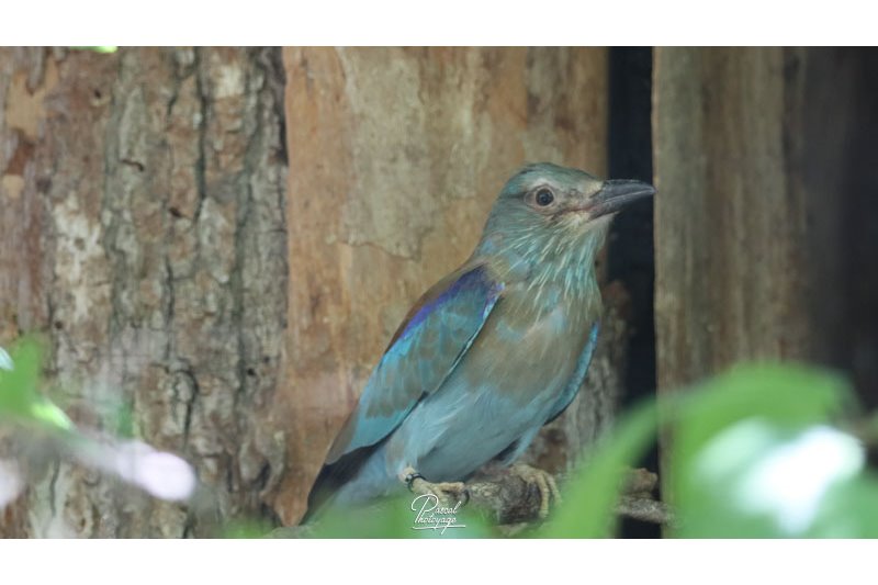 Parc des oiseaux