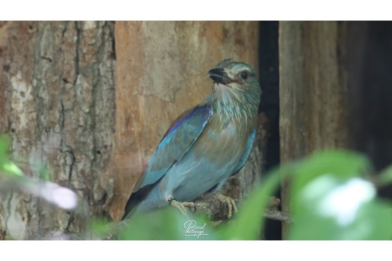 Parc des oiseaux