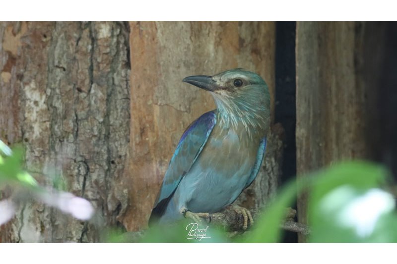 Parc des oiseaux