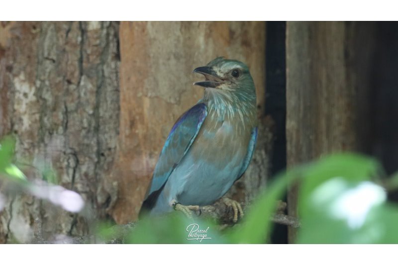 Parc des oiseaux