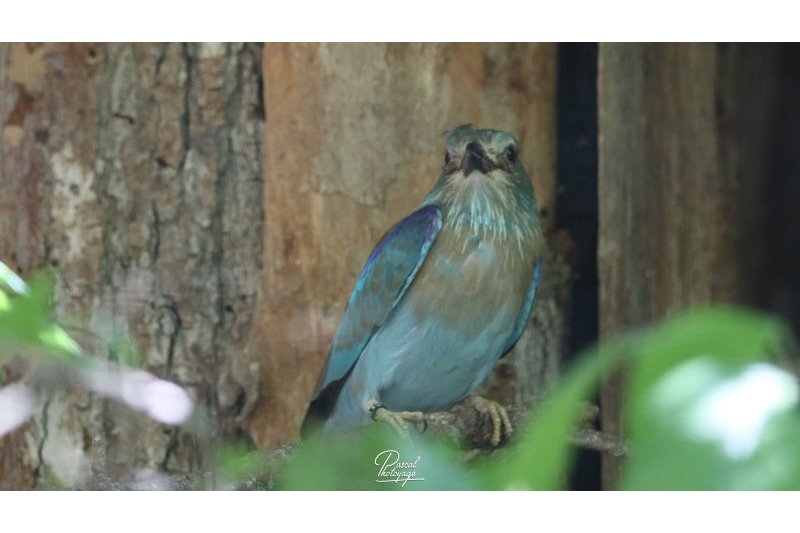 Parc des oiseaux