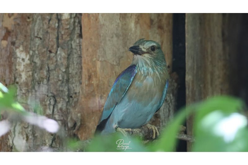 Parc des oiseaux