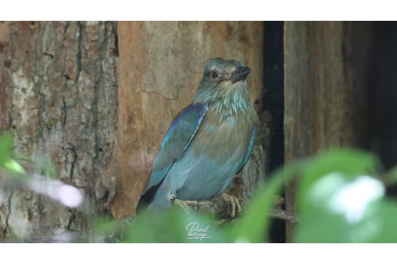 Parc des oiseaux