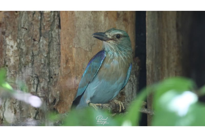 Parc des oiseaux