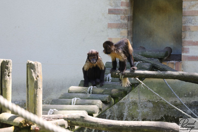 ZooParc de Beauval