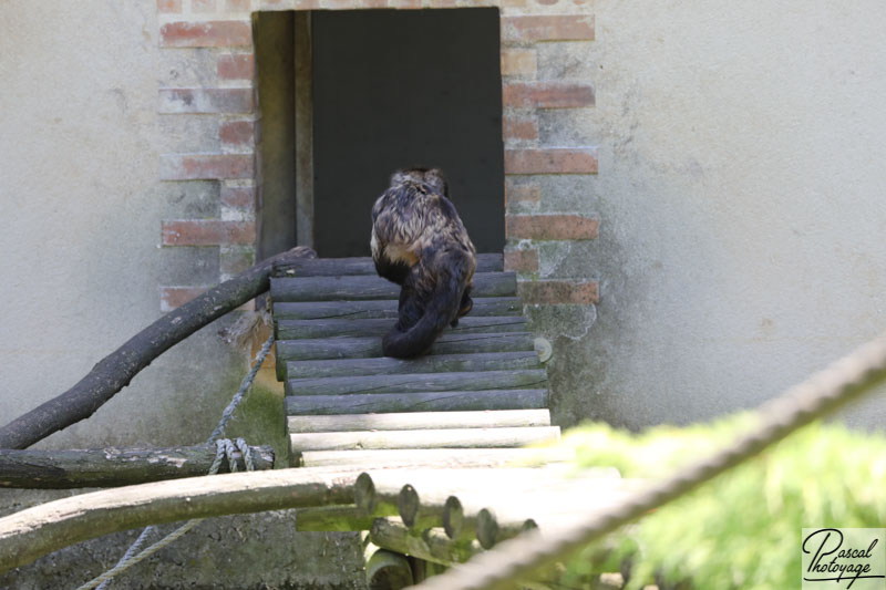 ZooParc de Beauval