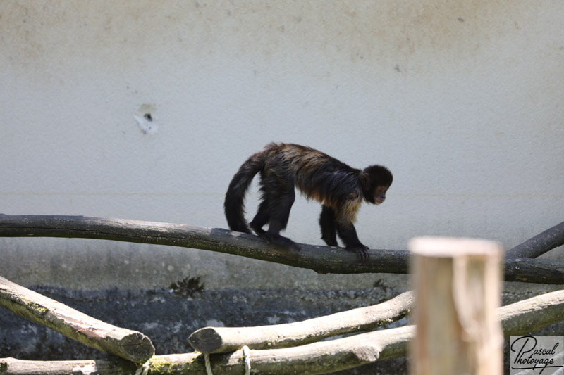 ZooParc de Beauval