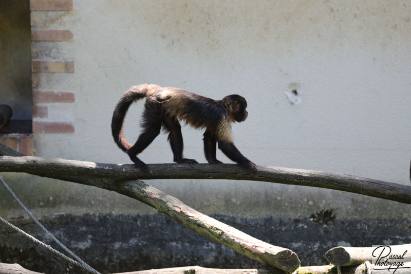 ZooParc de Beauval